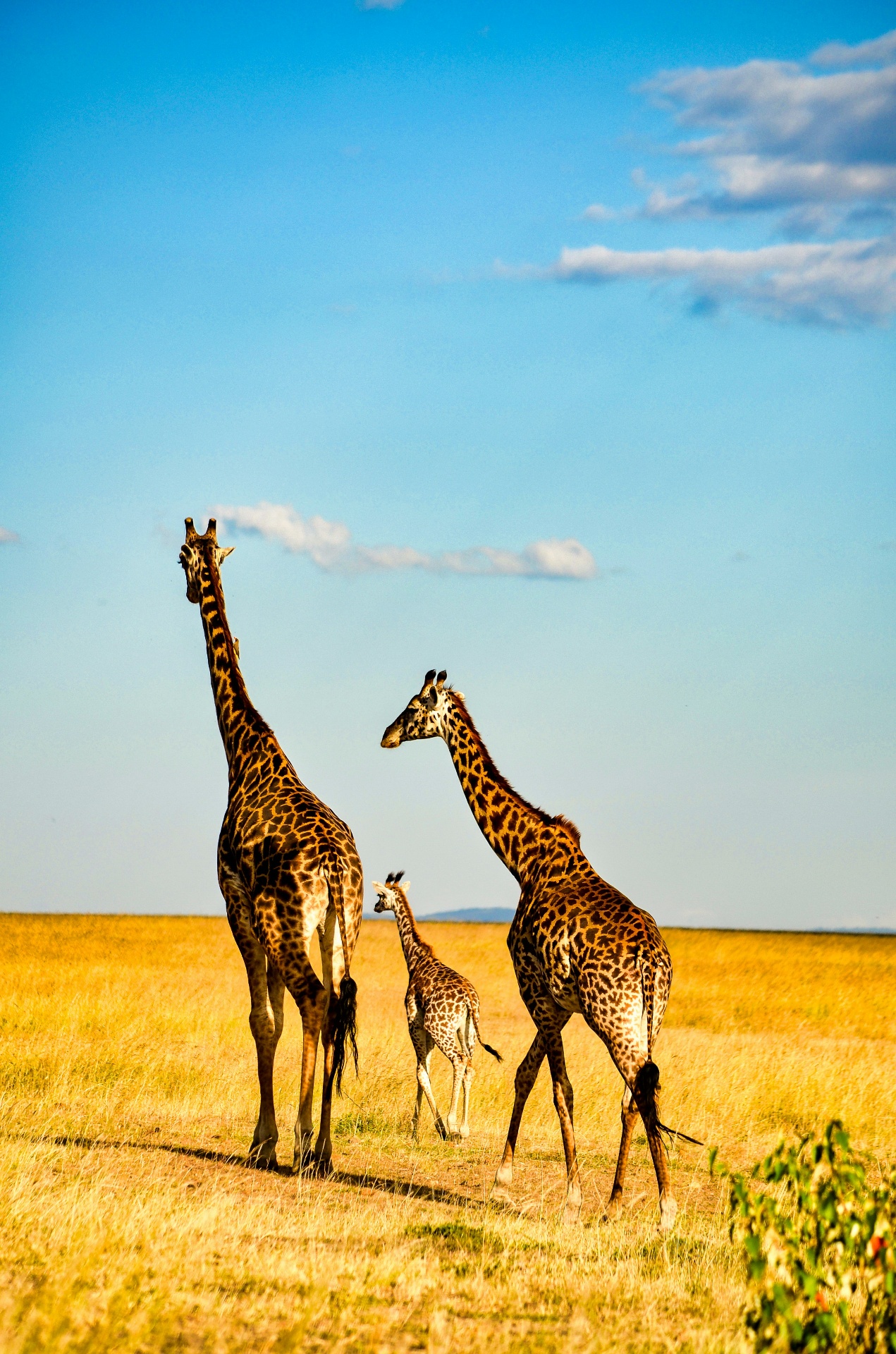 Paysage de Tanzanie